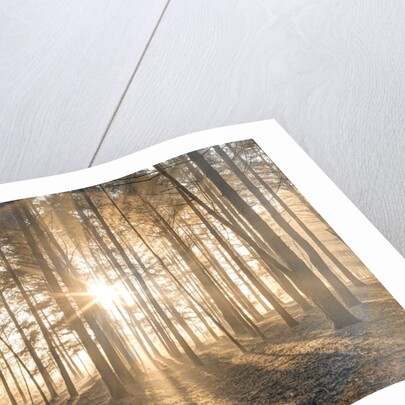 Misty forest with sunrays by Assaf Frank